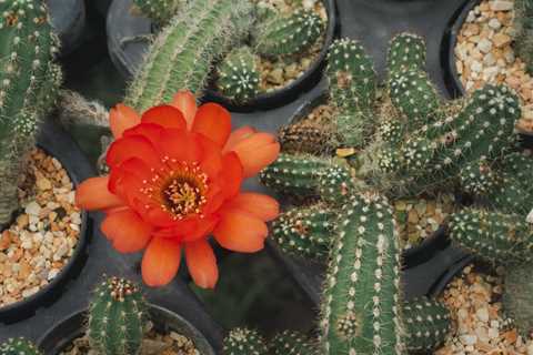 How to Grow & Care for the Peanut Cactus