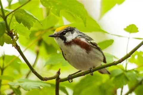 How to Prevent Bird Strikes on Windows