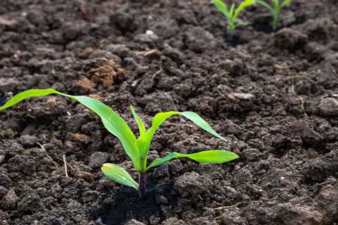 How To Grow Corn in Your Backyard Garden
