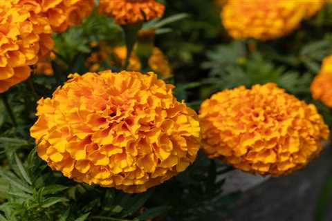 How To Plant and Care for Marigold Seeds