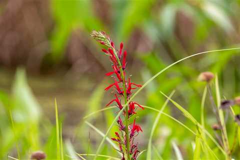 Plants That Support Pollinators’ Full Life Cycle