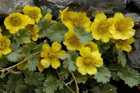 Creeping Avens: How to Grow and Care for Geum Reptans