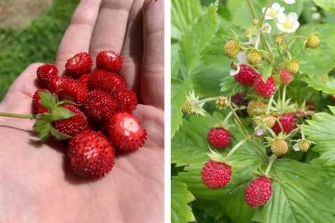 What’s the Difference Between Mock and Wild Strawberry Plants?