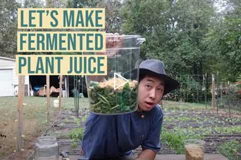 Let's Make Fermented Plant Juice