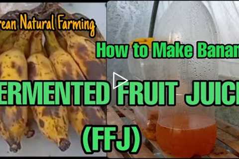 Korean Natural Farming | How to Make Banana Ferment Fruit Juice (FFJ)