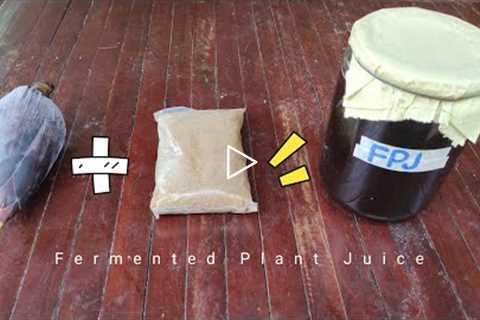 Puso ng Saging + Brown Sugar = Fermented Plant Juice (FPJ)