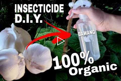 Effective DIY GARLIC SPRAY for Plants o BAWANG | Organic Insecticide