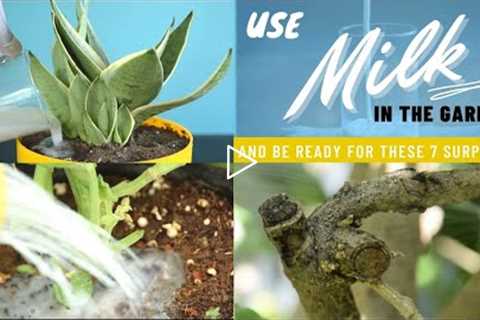 Use Milk In The Garden And Be Ready For These 8 Surprises | Milk Uses