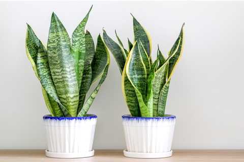 10 Must-Have Indoor Plants To Liven Up Your Entryway