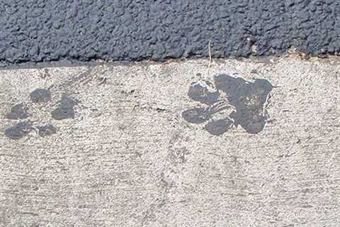 HYPE OR NOT? Are Asphalt Millings Really Poisonous to Animals? - SmartLiving - (888) 758-9103