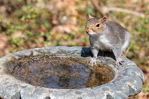 What is The Best Squirrel Food to Use For Bait? - SmartLiving - (888) 758-9103