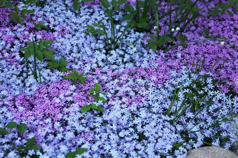 10 Ground Cover Plants for Full Sun