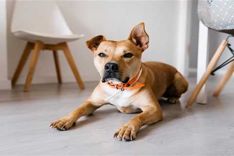 How To Choose the Best Flooring for Dogs