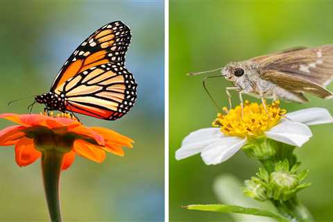 Butterfly vs. Moth: Which Is the Better Pollinator?