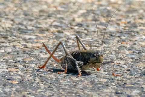 What Are Mormon Crickets?