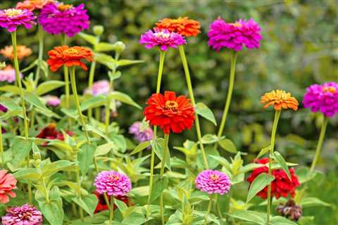 Growing Zinnias: Everything You Need To Know