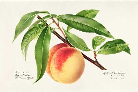 When the US Government Commissioned 7,497 Watercolor Paintings of Every Known Fruit in the World..