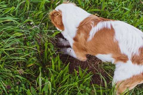 How to Keep Dogs Out of Your Yard