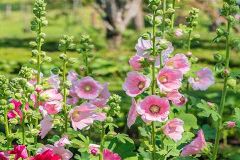 Create a Dream Cottage Garden With These 12 Flowers