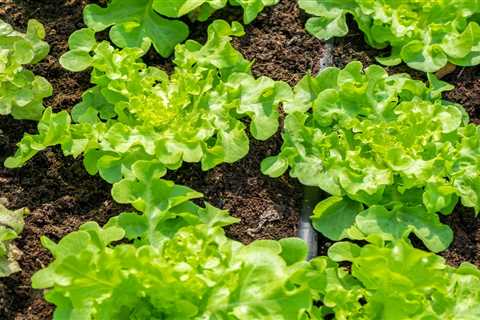 12 Easiest Vegetables to Grow, According to Gardening Experts