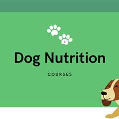 5 Best Dog Nutrition Courses - Learn How to Nutrition Your Dog Online!