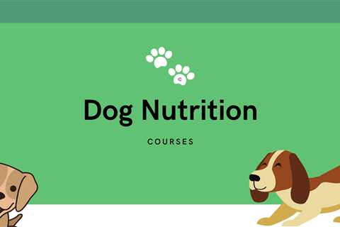 5 Best Dog Nutrition Courses - Learn How to Nutrition Your Dog Online!