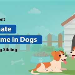 Littermate Syndrome in Dogs