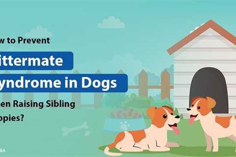 Littermate Syndrome in Dogs