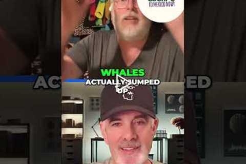 Mozambique Wildlife Adventure: Dolphins, Whales, and a Hammerhead! #shorts