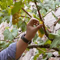 Twin Lakes Tagaytay celebrates the Grape Harvest Festival with exclusive grape-picking activities