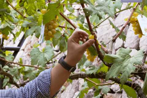 Twin Lakes Tagaytay celebrates the Grape Harvest Festival with exclusive grape-picking activities
